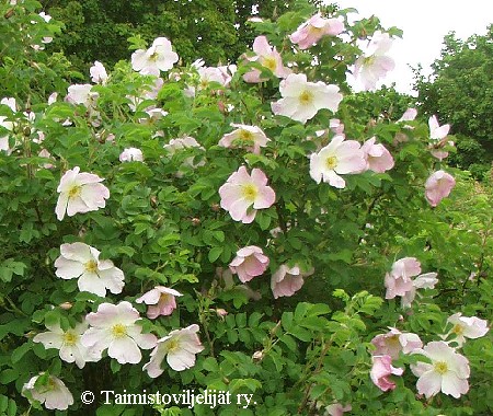 Rosa Pimpinellifolia-Ryhm� 'Ristinummi'